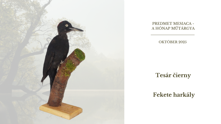 Predmet mesiaca október - Tesár čierny 10-OKTÓBER 2025.png